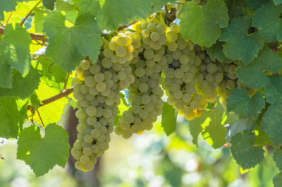 Chardonnay characteristics and territories: ampelography