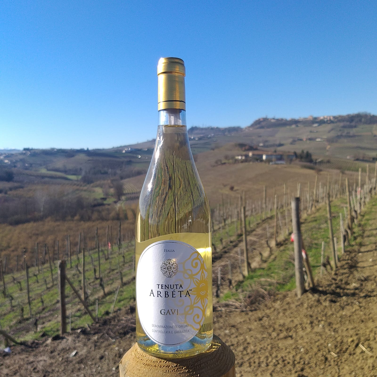 White wines of Piedmont: Gavi DOCG