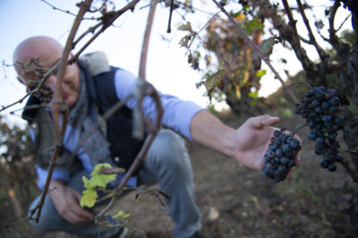 Wines of Puglia