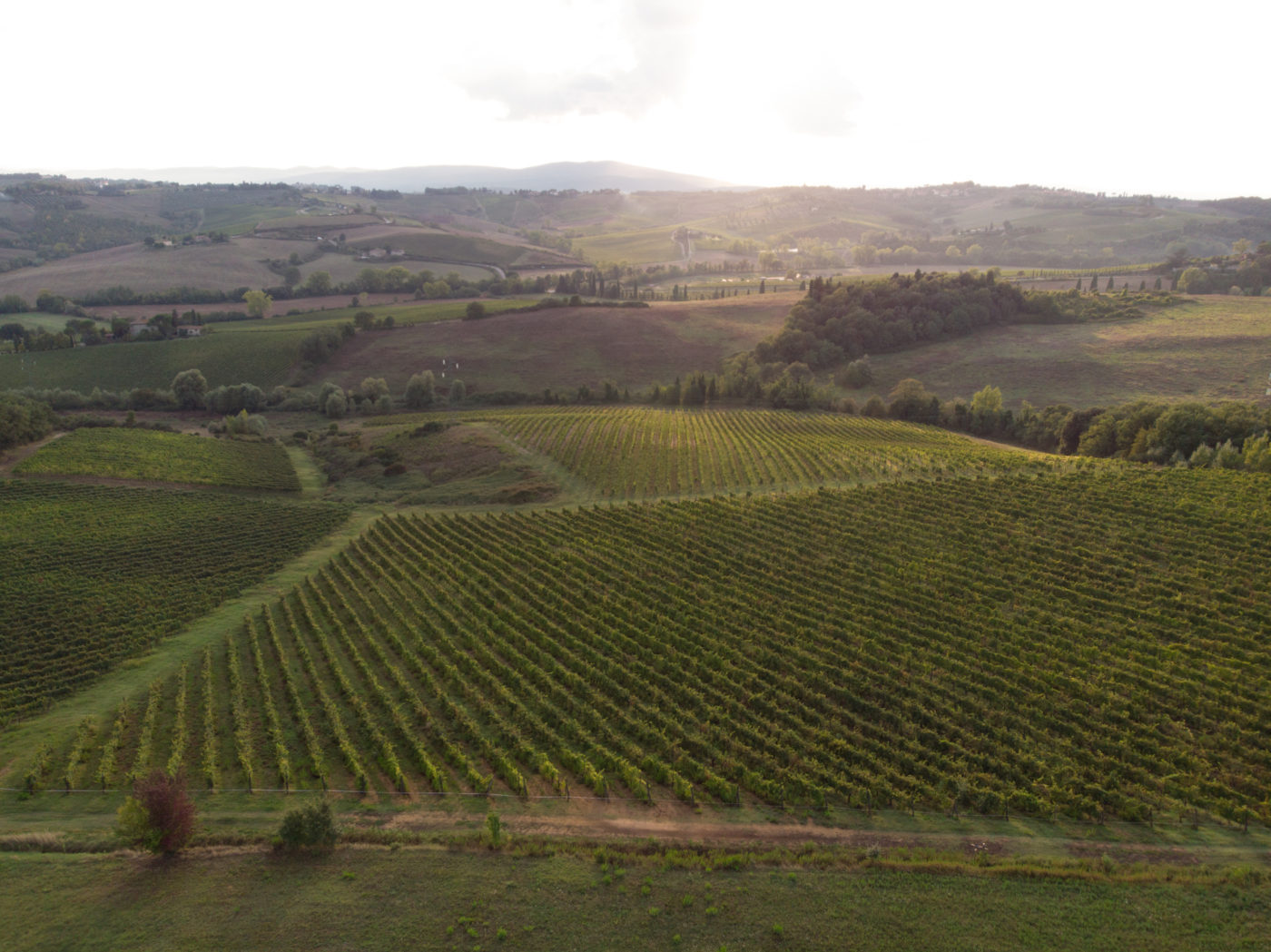 Winemaker Leonardo Da Vinci