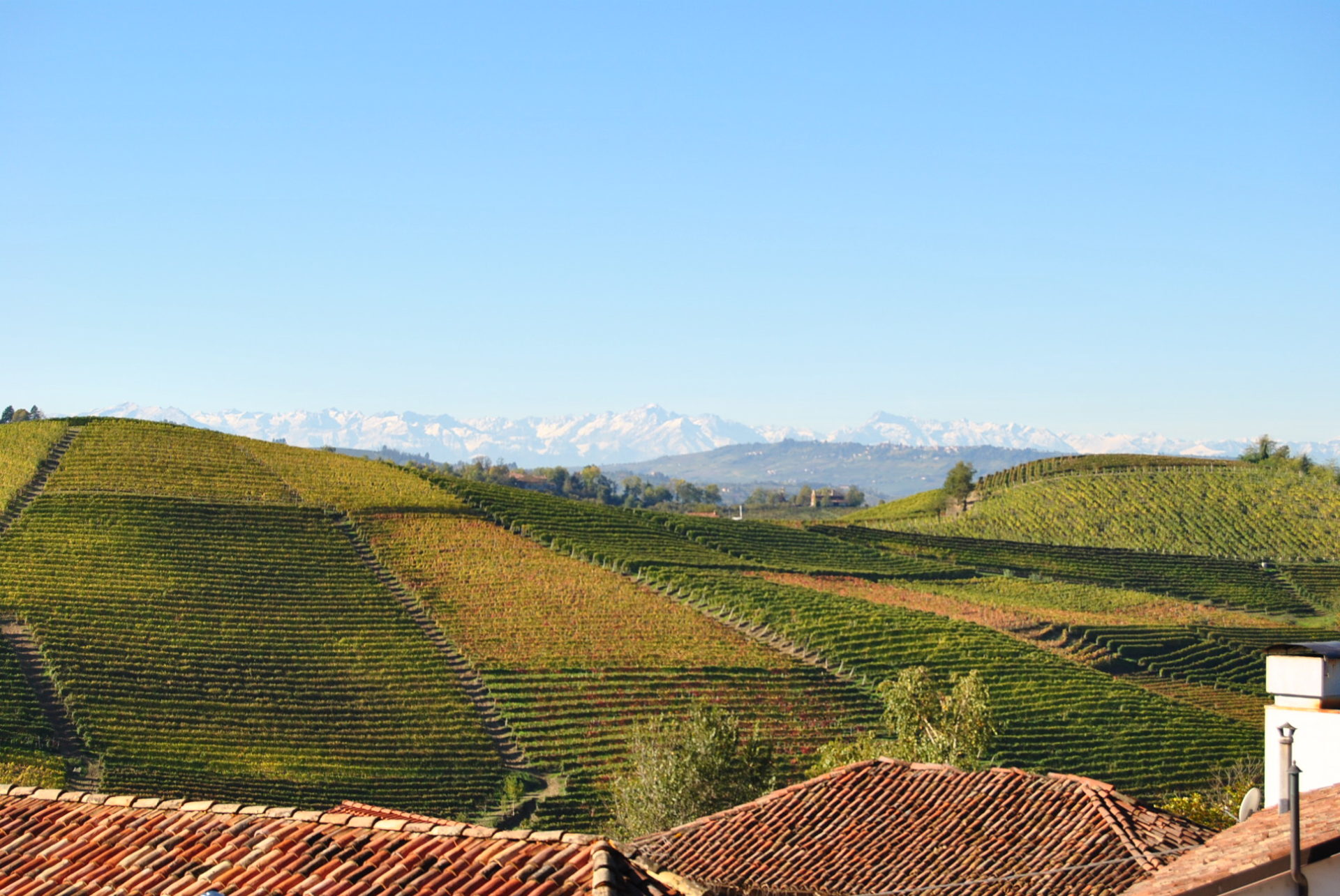 Barolo wine: the vineyard and the curiosities of the king of wines