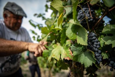 vegan wine vineyard