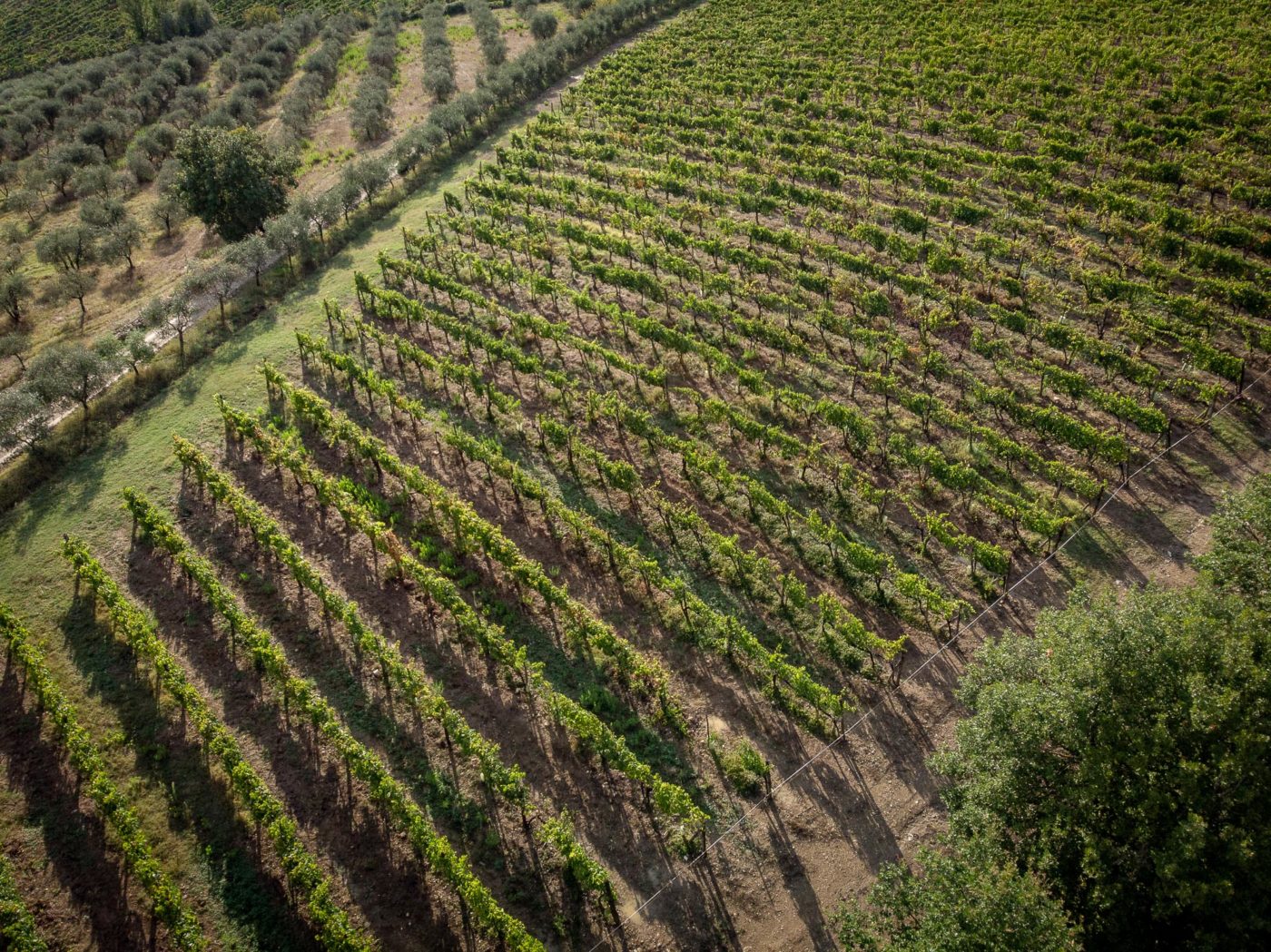 vegan wine