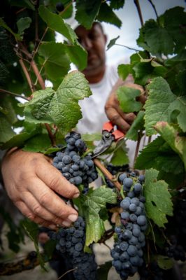 harvest grapes