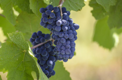 grape phylloxera origin
