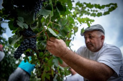 vino passito vigne